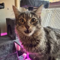 Photo of Pepper Paws