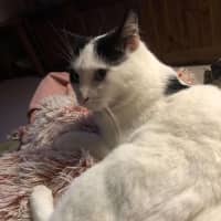 Photo of Tigger