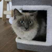 Photo of Nautilus