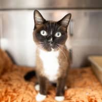 Photo of Mouse
