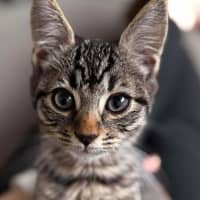 Photo of Coco 