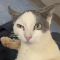 Photo of Banana Boat