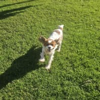 Photo of Elsa 