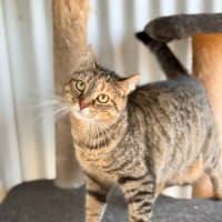 Photo of Zelda