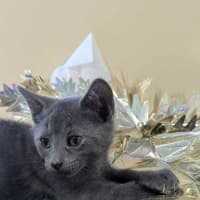 Photo of Grasshopper