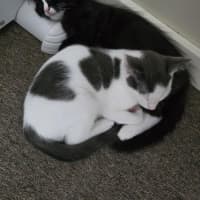 Photo of Puddin   12 Week Old Domestic Shorthair