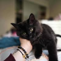 Photo of Darth Meet Me @Petstock Keysborough Store 