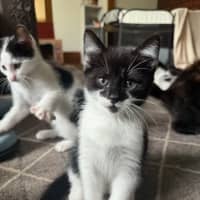 Photo of Clarabelle