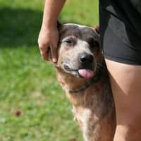 Photo of Chip