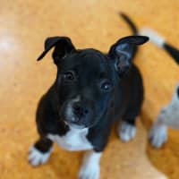 Photo of Socks