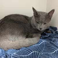 Photo of Roscoe