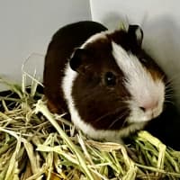 Photo of Pignatious