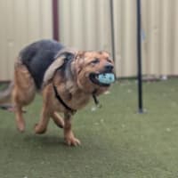 Photo of Roxy 