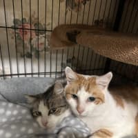 Photo of Aladdin And Jasmine