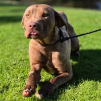 Photo of Biscuit