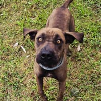 Photo of Lil' Moo (9038)