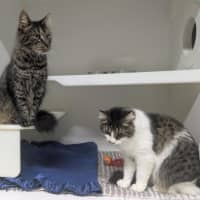 Photo of 🩵 Mocha 6980 🩵