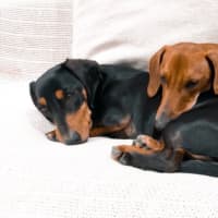 Photo of Joey @ Jenko