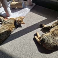 Photo of Daisy & Lilach 