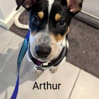 Photo of Arthur