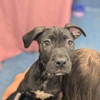 Photo of Bug