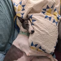 Photo of Flowers, The Greyhound