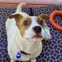 Photo of Roxy   2 Year Old Jack Russell