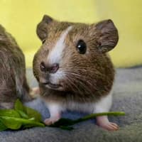 Photo of Gracie & Gidget