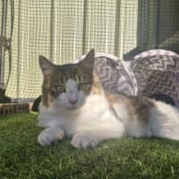 Photo of Tiger Lily