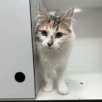 Photo of Paisley