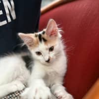 Photo of Ginger Spice