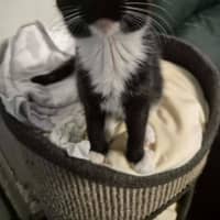 Photo of Whippy