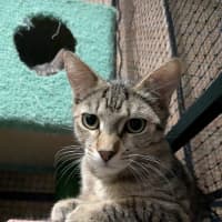 Photo of Maple 