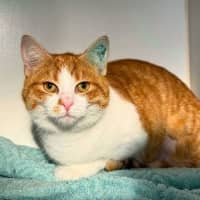 Photo of Allegra