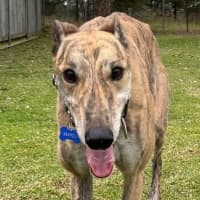 Photo of Maxwell The Greyhound