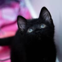 Photo of Ponyo
