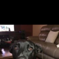 Photo of Zala   1 Year Old Border Collie X Kelpie