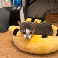 Photo of Smudge
