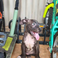 Photo of Tide (Milo)