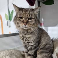 Photo of Kit