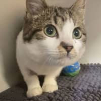 Photo of Daisy