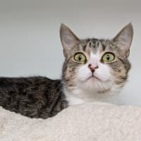 Photo of Annie