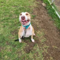 Photo of Poppy (63405)