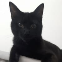 Photo of Bodhi