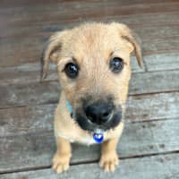 Photo of Joey   9 Week Old Wolfhound X