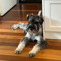Photo of Louie