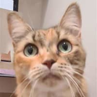 Photo of Scruffy