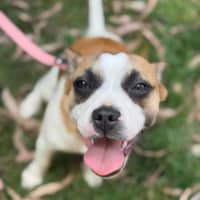 Photo of Sugar 