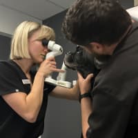 Photo of Paco   4 Year Old Puggle 