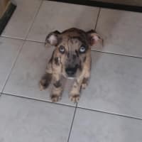 Photo of Cookie   13 Week Old Staffy X